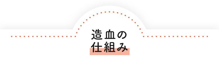 造血の仕組み