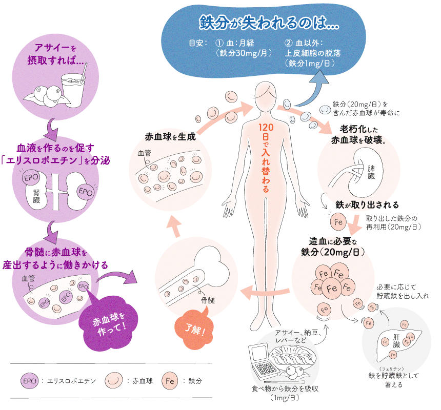 造血の仕組み図