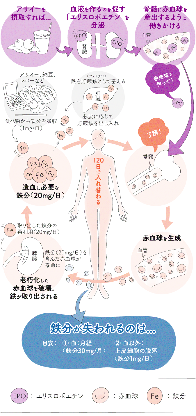 造血の仕組み図